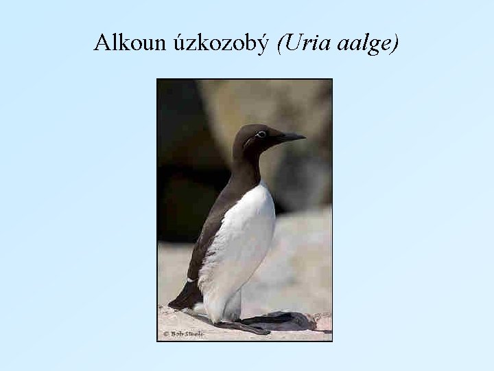 Alkoun úzkozobý (Uria aalge) 