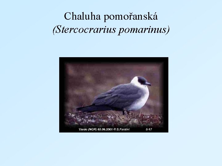 Chaluha pomořanská (Stercocrarius pomarinus) 