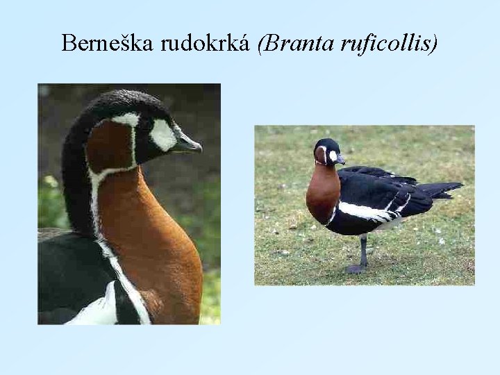 Berneška rudokrká (Branta ruficollis) 