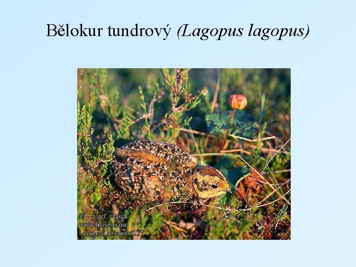 Bělokur tundrový (Lagopus lagopus) 