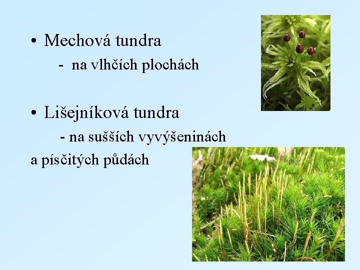  • Mechová tundra - na vlhčích plochách • Lišejníková tundra - na sušších