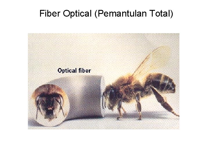 Fiber Optical (Pemantulan Total) 