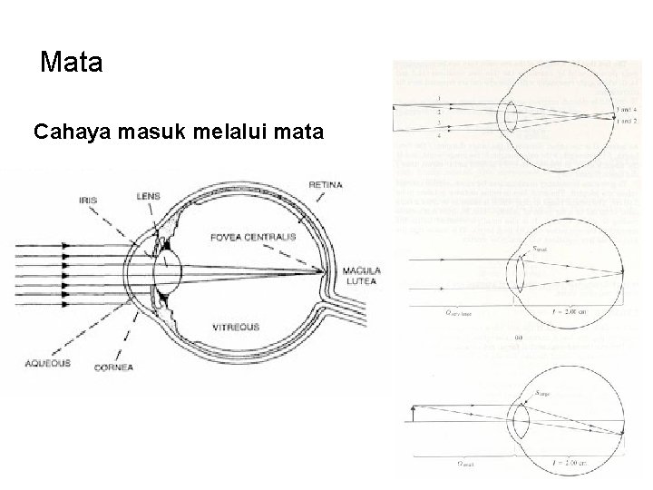 Mata Cahaya masuk melalui mata 