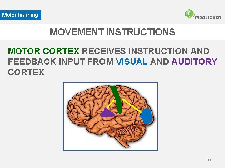 Motor learning MOVEMENT INSTRUCTIONS MOTOR CORTEX RECEIVES INSTRUCTION AND FEEDBACK INPUT FROM VISUAL AND