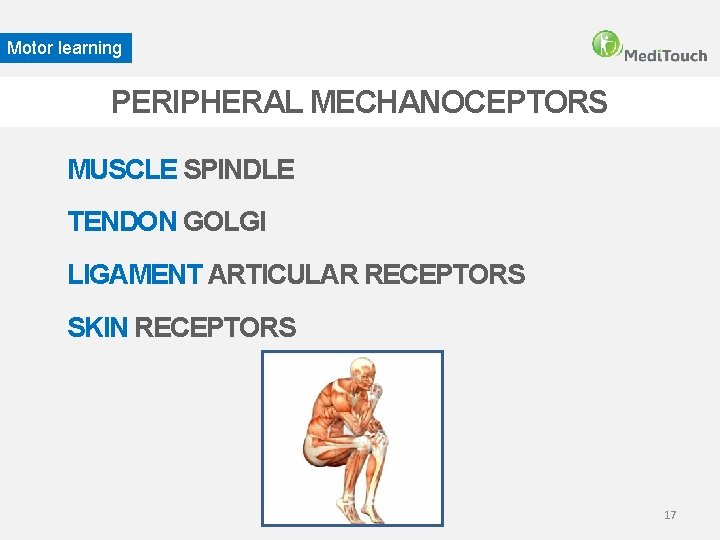 Motor learning PERIPHERAL MECHANOCEPTORS MUSCLE SPINDLE TENDON GOLGI LIGAMENT ARTICULAR RECEPTORS SKIN RECEPTORS 17