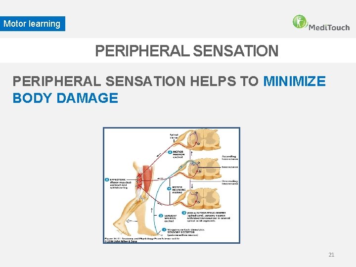 Motor learning PERIPHERAL SENSATION HELPS TO MINIMIZE BODY DAMAGE 21 