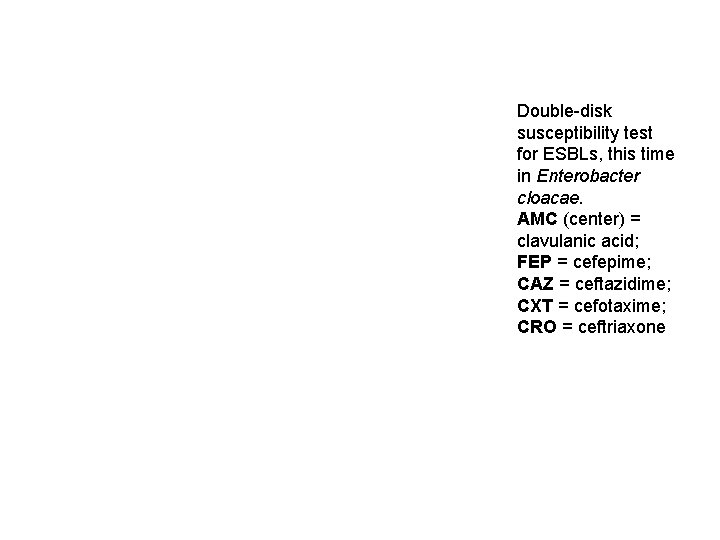 Double-disk susceptibility test for ESBLs, this time in Enterobacter cloacae. AMC (center) = clavulanic