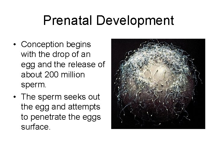 Prenatal Development • Conception begins with the drop of an egg and the release