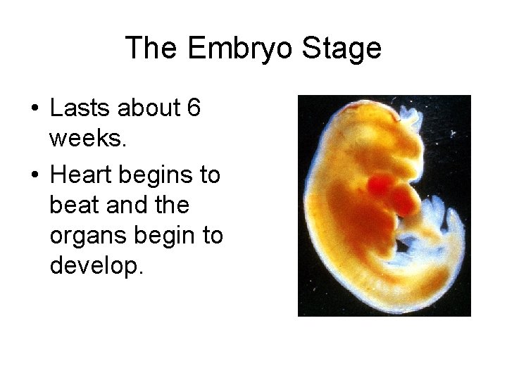 The Embryo Stage • Lasts about 6 weeks. • Heart begins to beat and