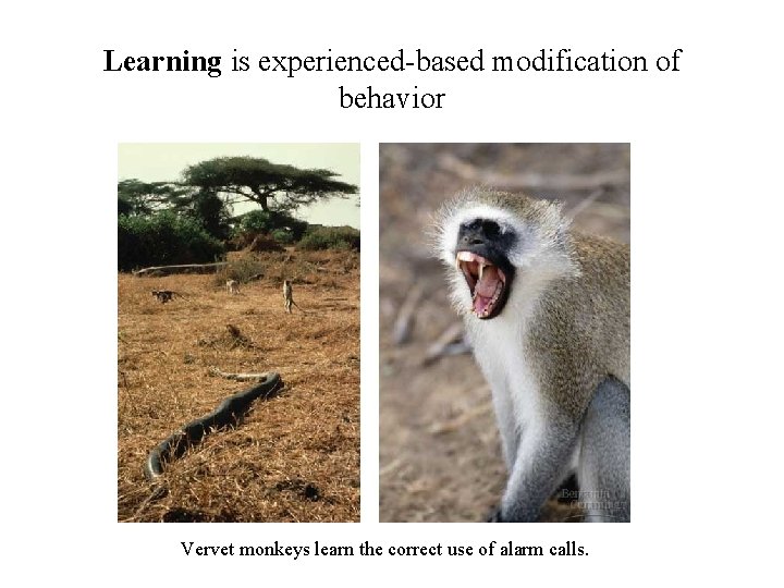 Learning is experienced-based modification of behavior Vervet monkeys learn the correct use of alarm