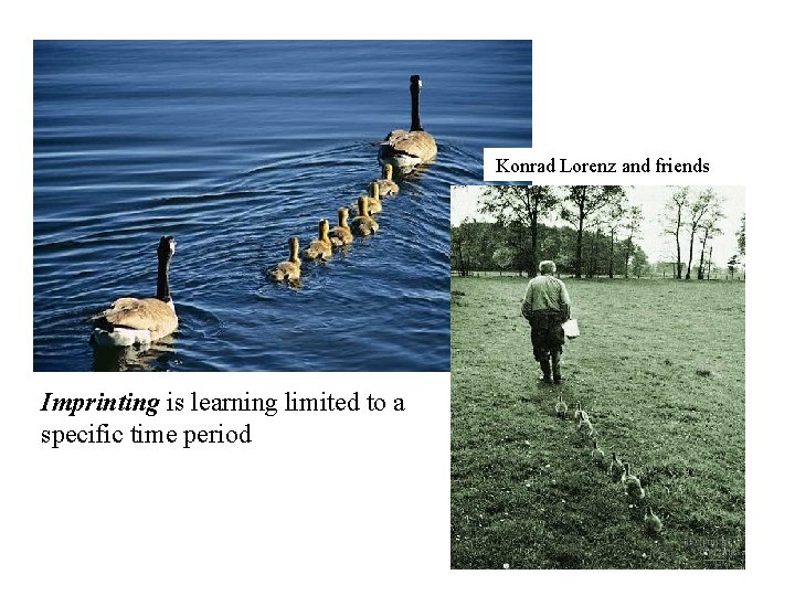 Konrad Lorenz and friends Imprinting is learning limited to a specific time period 