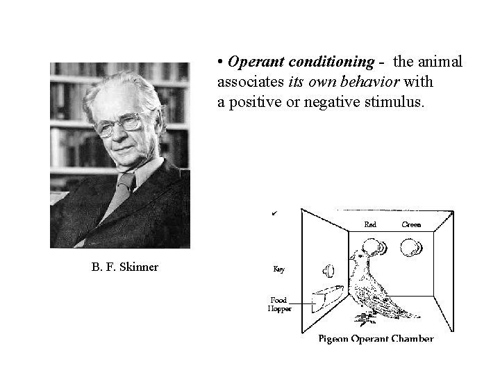  • Operant conditioning - the animal associates its own behavior with a positive