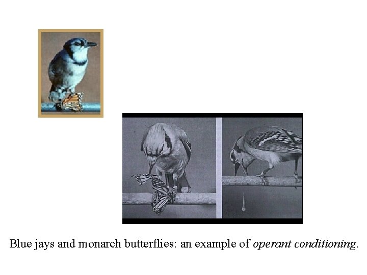 Blue jays and monarch butterflies: an example of operant conditioning. 