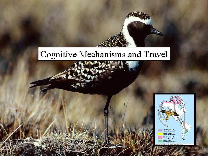 Cognitive Mechanisms and Travel 