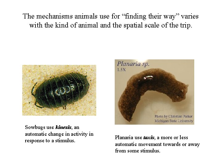 The mechanisms animals use for “finding their way” varies with the kind of animal