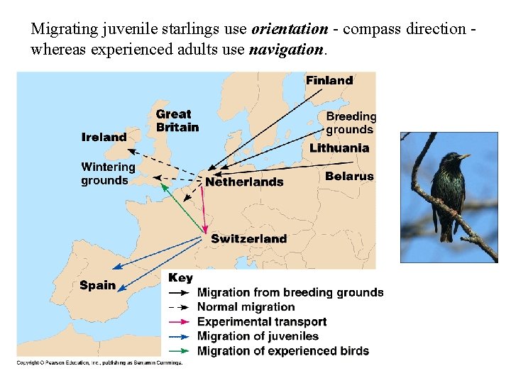 Migrating juvenile starlings use orientation - compass direction whereas experienced adults use navigation. 