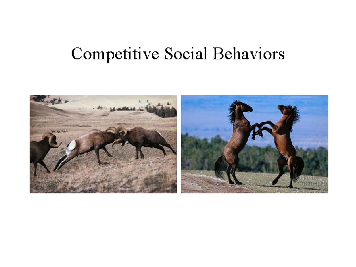 Competitive Social Behaviors 