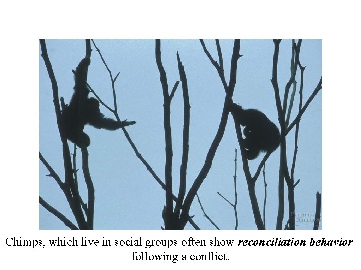 Chimps, which live in social groups often show reconciliation behavior following a conflict. 