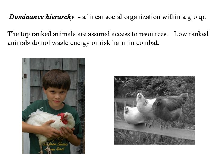 Dominance hierarchy - a linear social organization within a group. The top ranked animals