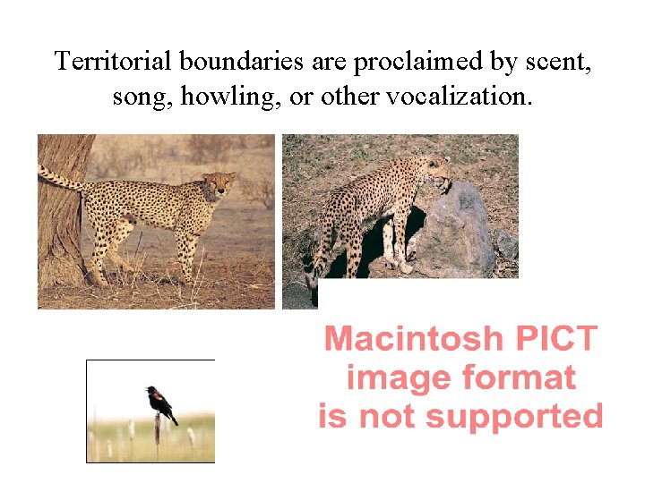 Territorial boundaries are proclaimed by scent, song, howling, or other vocalization. 