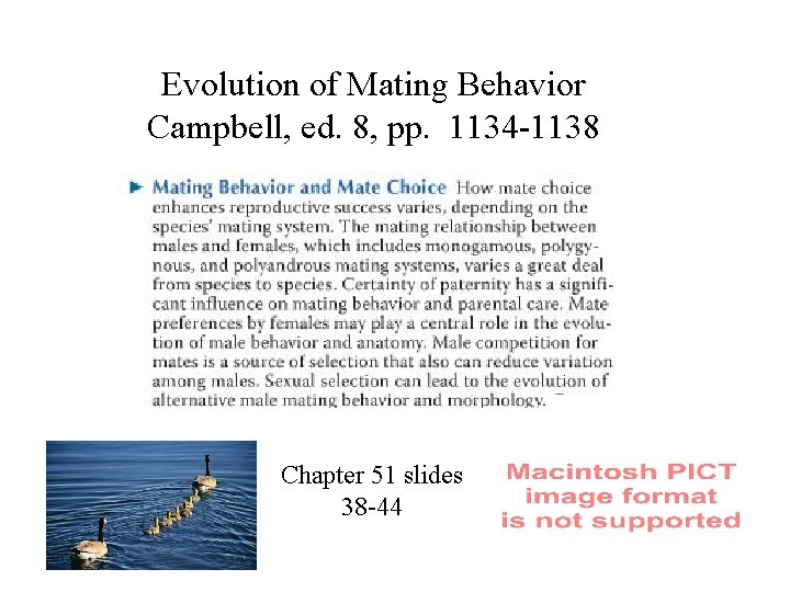 Evolution of Mating Behavior Campbell, ed. 8, pp. 1134 -1138 Chapter 51 slides 38