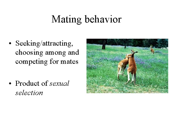 Mating behavior • Seeking/attracting, choosing among and competing for mates • Product of sexual