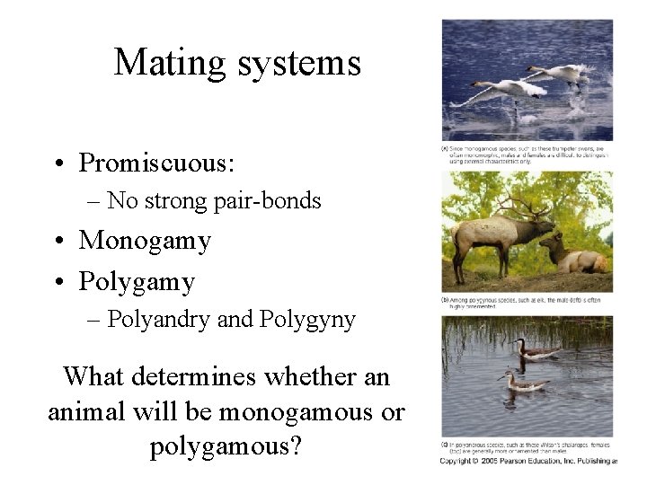 Mating systems • Promiscuous: – No strong pair-bonds • Monogamy • Polygamy – Polyandry