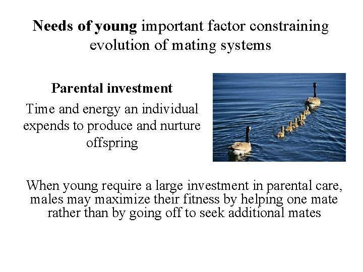Needs of young important factor constraining evolution of mating systems Parental investment Time and