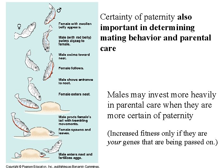 Certainty of paternity also important in determining mating behavior and parental care Males may
