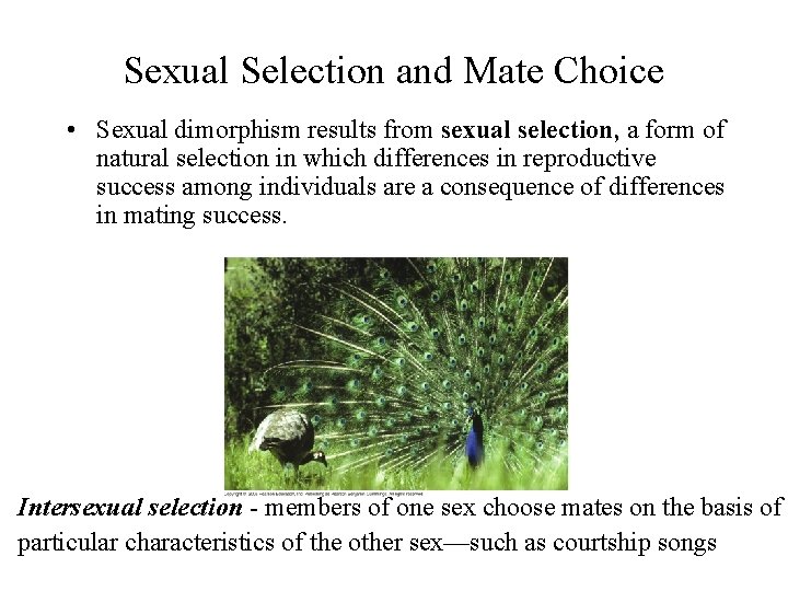Sexual Selection and Mate Choice • Sexual dimorphism results from sexual selection, a form