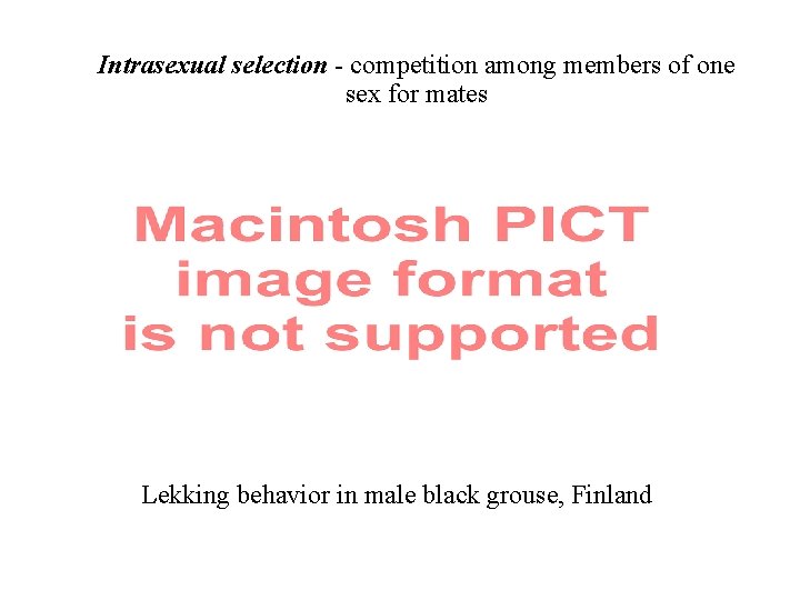 Intrasexual selection - competition among members of one sex for mates Lekking behavior in