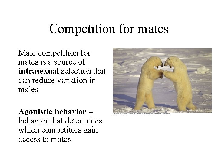 Competition for mates Male competition for mates is a source of intrasexual selection that