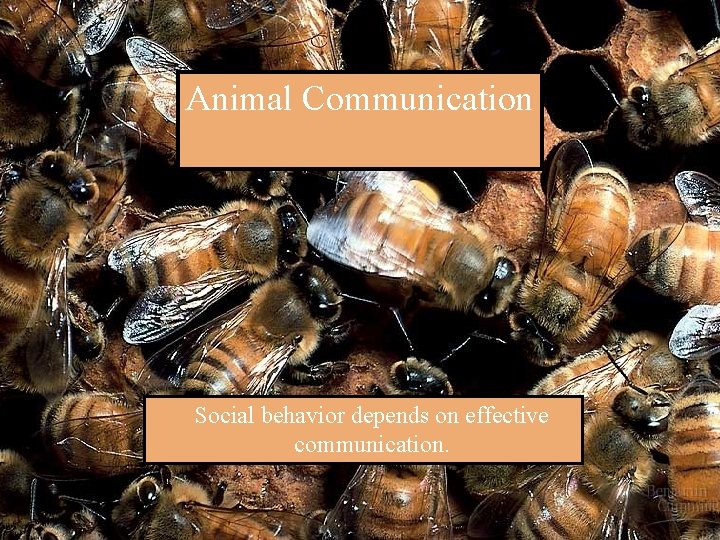 Animal Communication Social behavior depends on effective communication. 