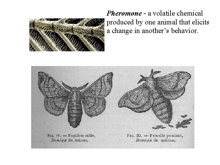 Pheromone - a volatile chemical produced by one animal that elicits a change in