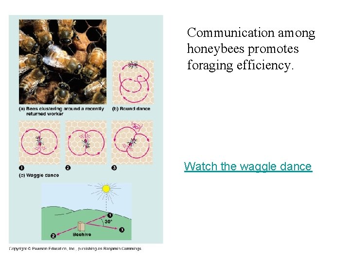 Communication among honeybees promotes foraging efficiency. Watch the waggle dance 