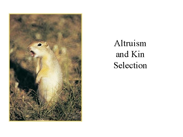 Altruism and Kin Selection 