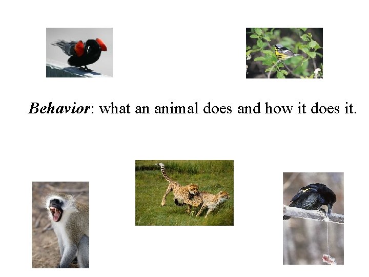 Behavior: what an animal does and how it does it. 