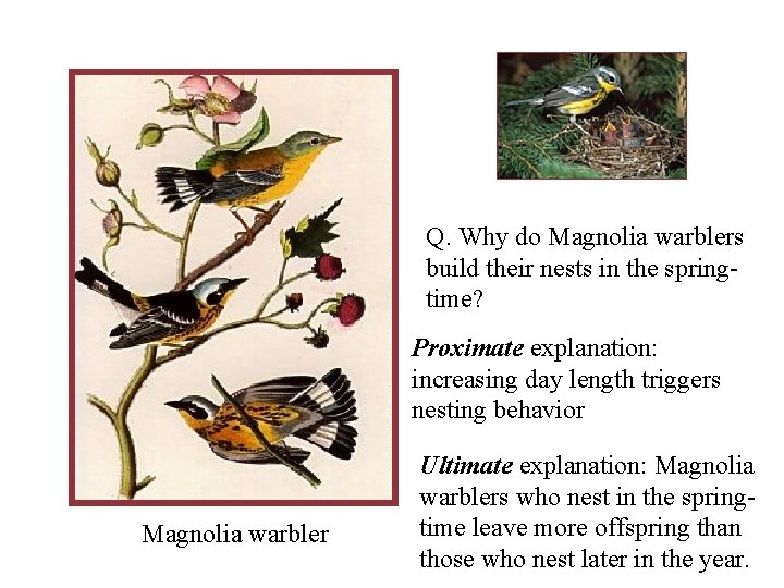 Q. Why do Magnolia warblers build their nests in the springtime? Proximate explanation: increasing