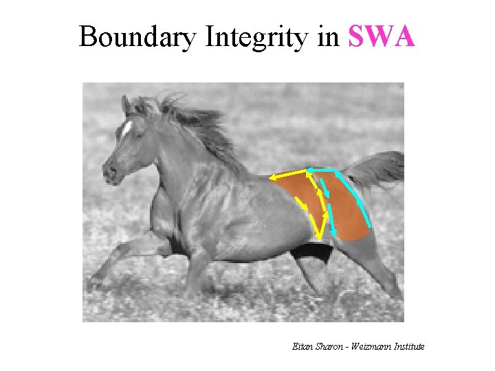 Boundary Integrity in SWA Eitan Sharon - Weizmann Institute 