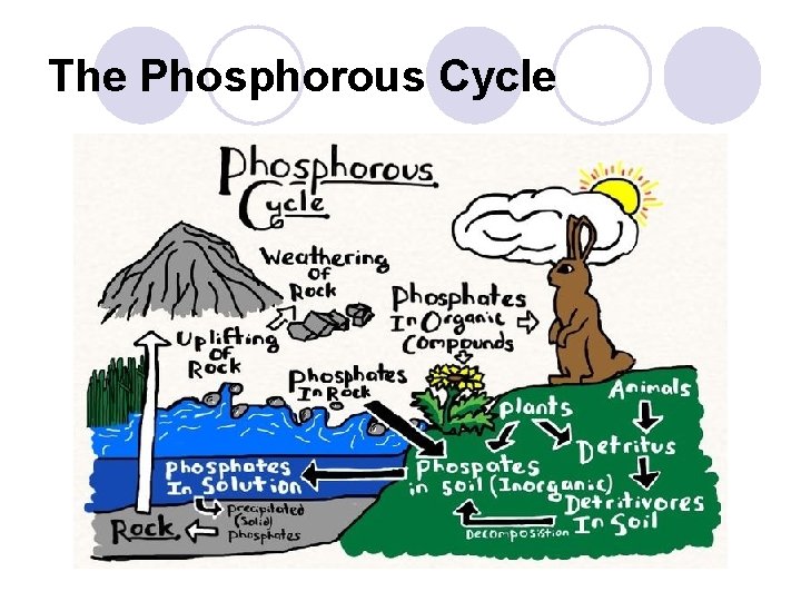 The Phosphorous Cycle 