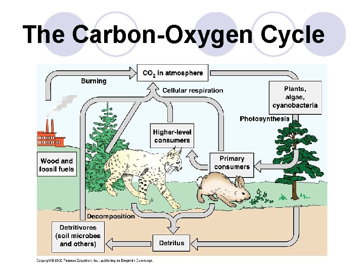 The Carbon-Oxygen Cycle 