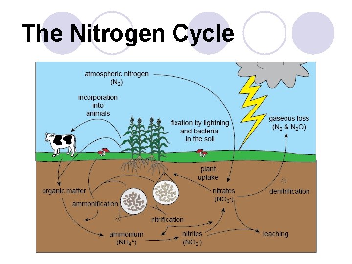 The Nitrogen Cycle 