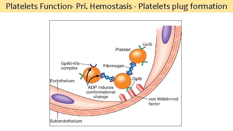 Platelets Function‐ Pri. Hemostasis ‐ Platelets plug formation 