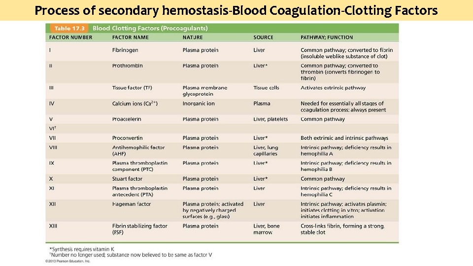 Process of secondary hemostasis-Blood Coagulation-Clotting Factors 