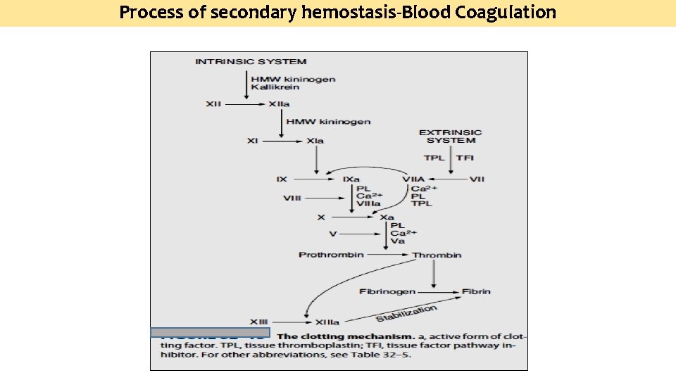 Process of secondary hemostasis-Blood Coagulation 