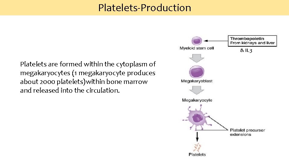 Platelets‐Production & IL 3 Platelets are formed within the cytoplasm of megakaryocytes (1 megakaryocyte