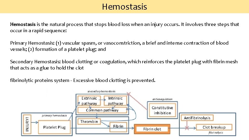 Hemostasis is the natural process that stops blood loss when an injury occurs. It