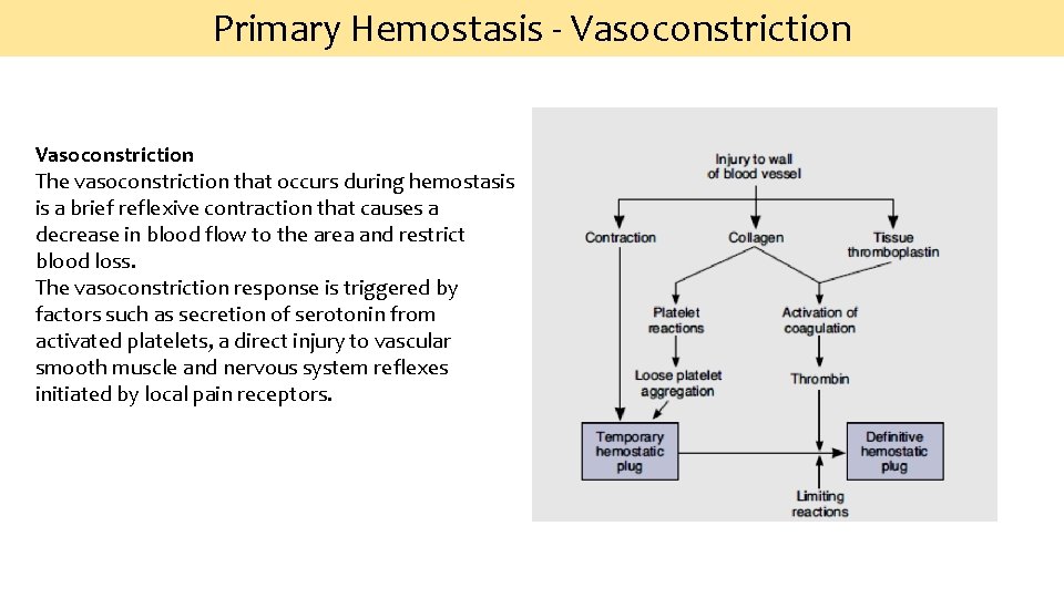 Primary Hemostasis ‐ Vasoconstriction The vasoconstriction that occurs during hemostasis is a brief reflexive