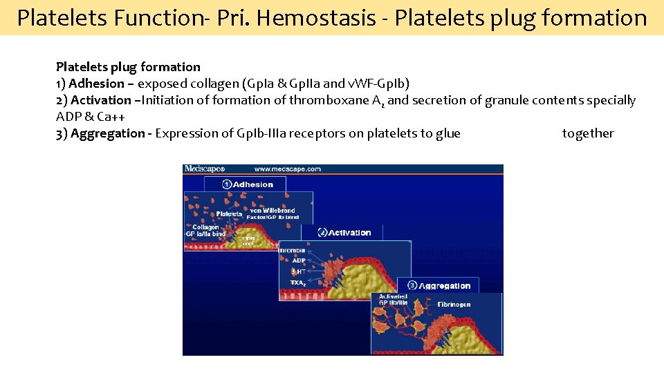 Platelets Function‐ Pri. Hemostasis ‐ Platelets plug formation 1) Adhesion – exposed collagen (Gp.