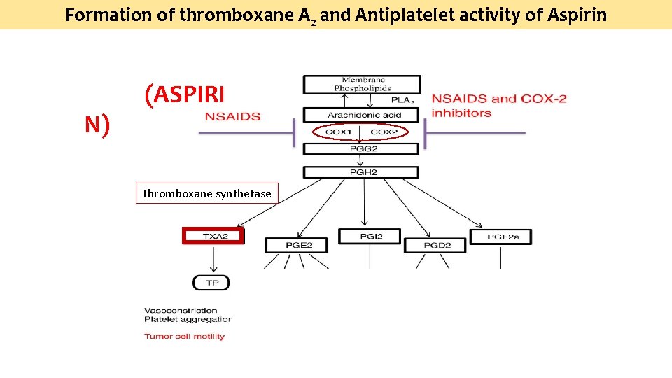Formation of thromboxane A 2 and Antiplatelet activity of Aspirin N) (ASPIRI Thromboxane synthetase